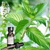 Peppermint essential oil and Herb – image