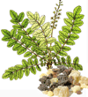 Frankincense - Boswellia carterii – image