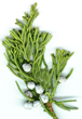 juniperus virginiana – image
