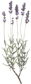 Lavandula angustifolia – image