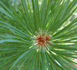 Pine oil – image