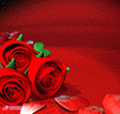 red roses - image