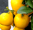Tangerine oil – image